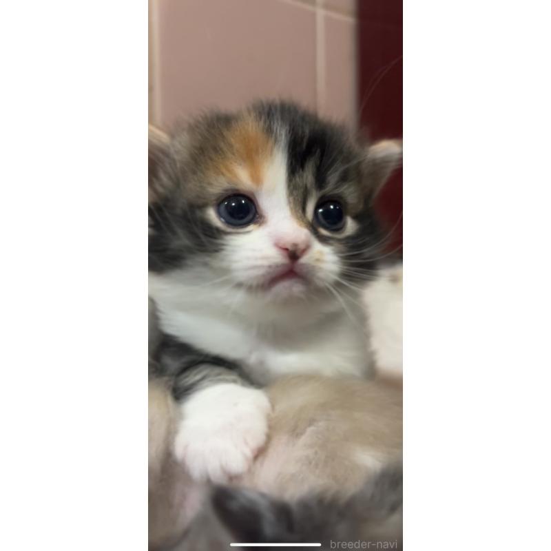 販売中の京都府のマンチカン(短足)-132705の7枚目