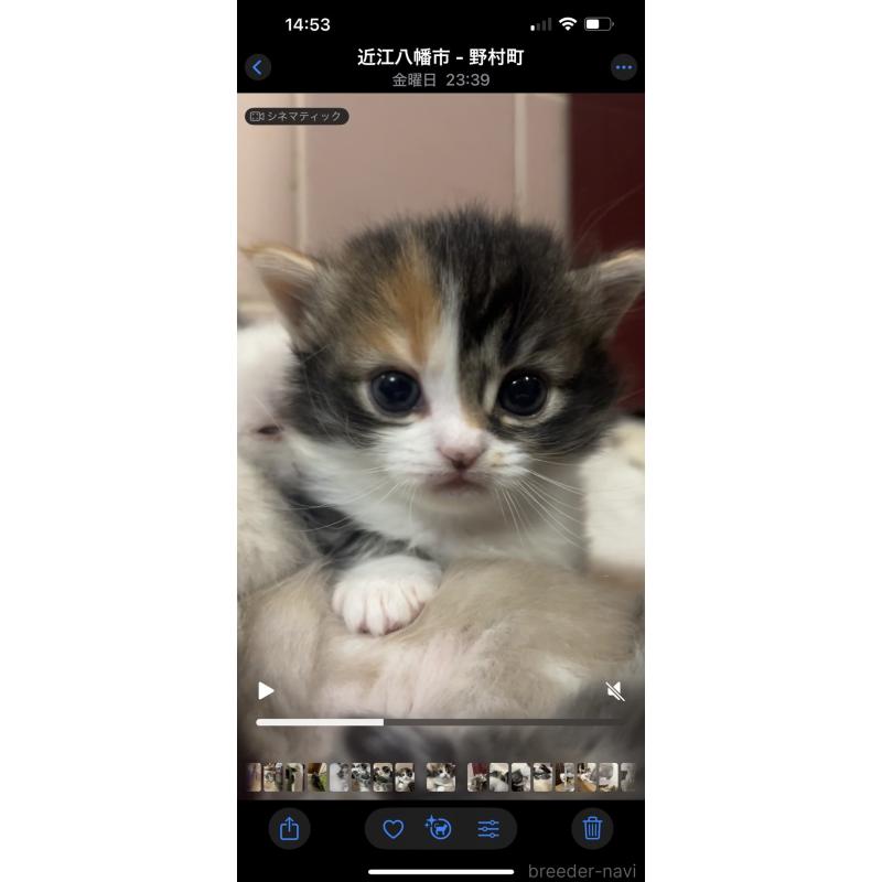 販売中の京都府のマンチカン(短足)-132705の6枚目