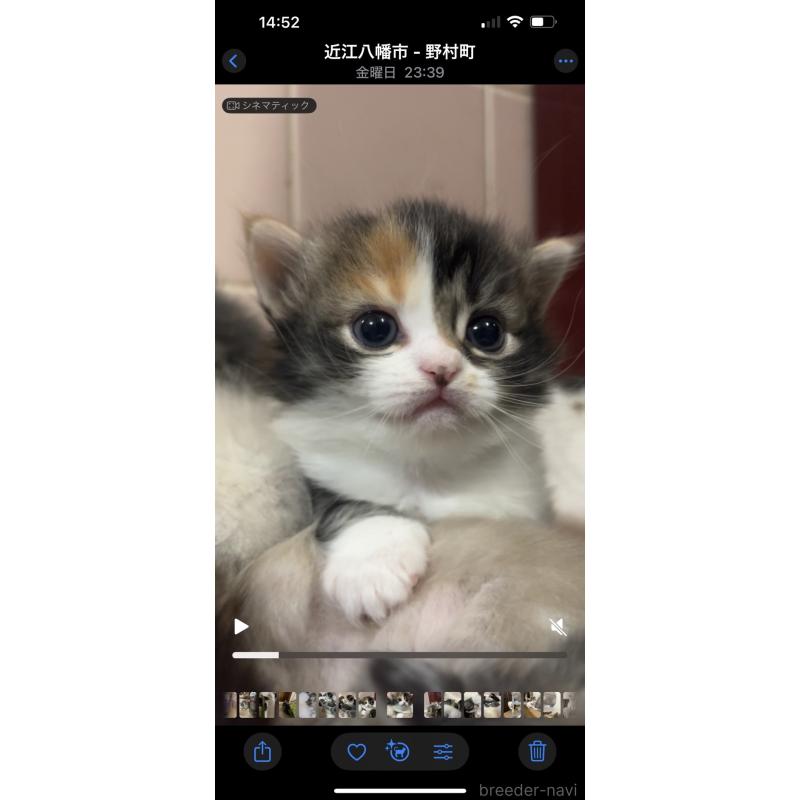 販売中の京都府のマンチカン(短足)-132705の5枚目