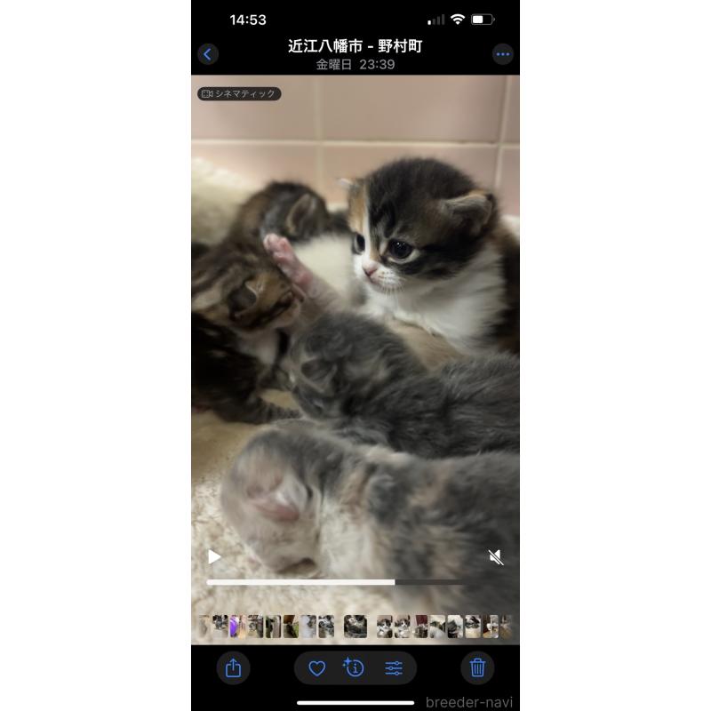 販売中の京都府のマンチカン(短足)-132705の4枚目