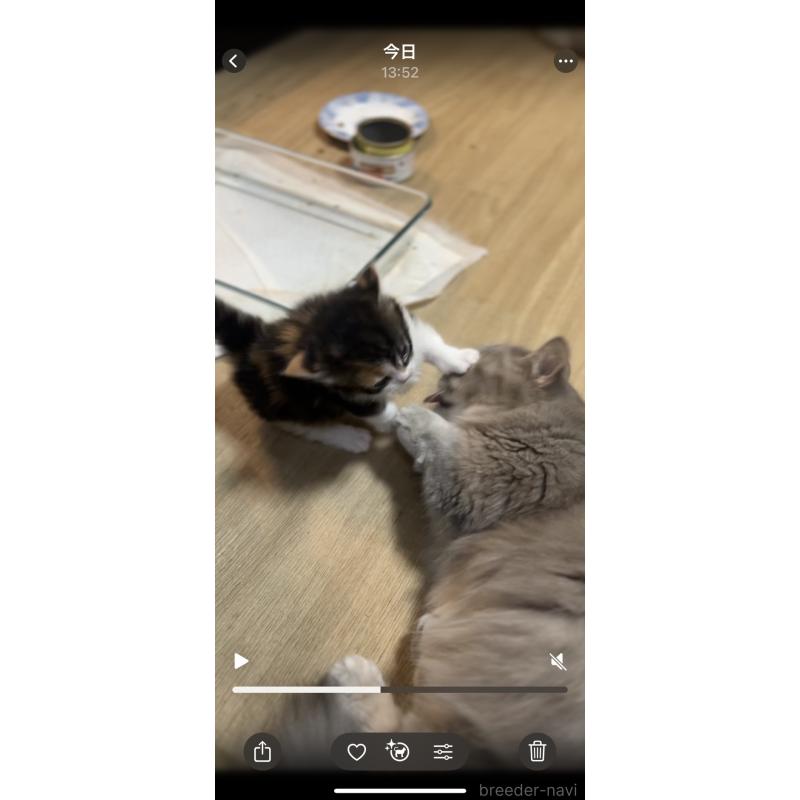 販売中の京都府のマンチカン(短足)-132705の3枚目