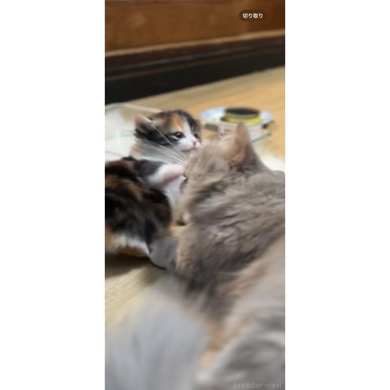 販売中の京都府のマンチカン(短足)-132705の2枚目