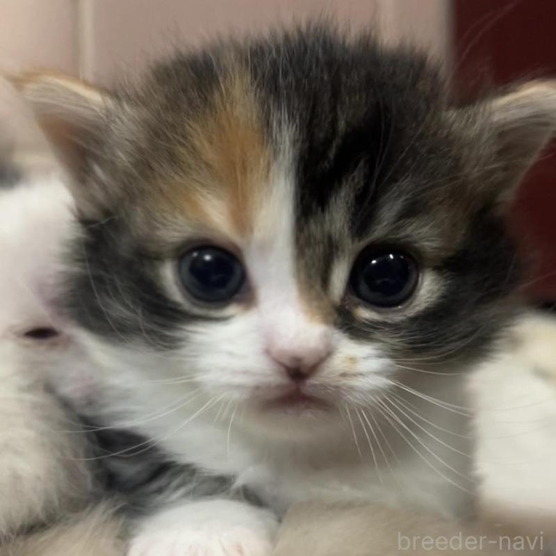 販売中の京都府のマンチカン(短足)-132705