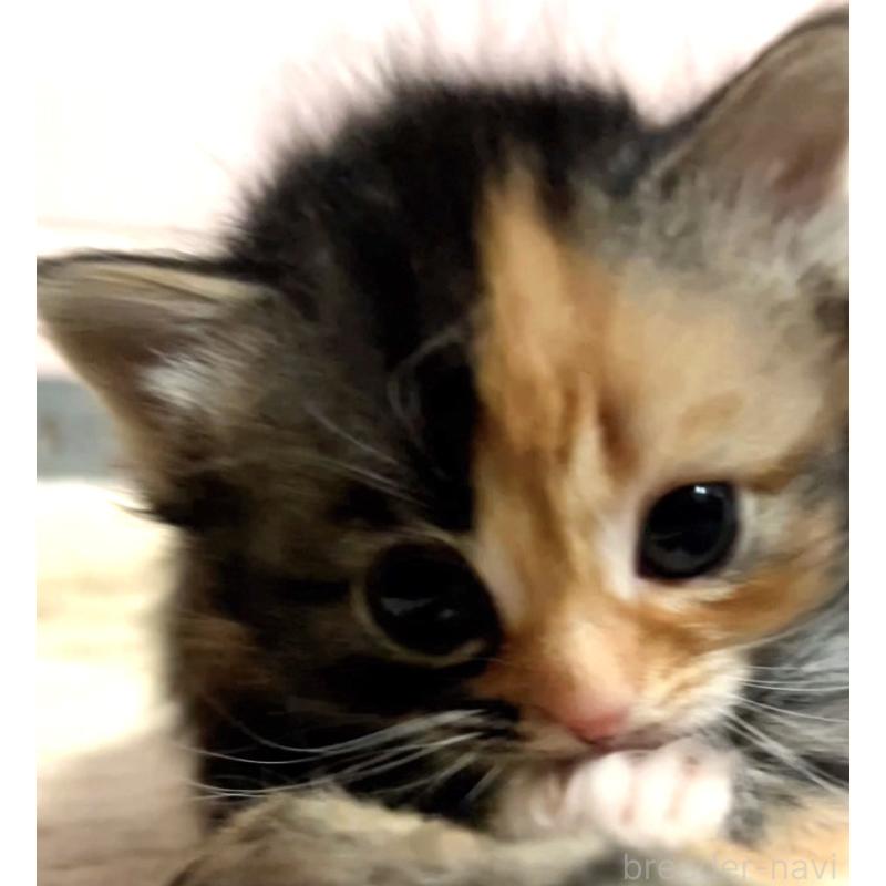 販売中の京都府のマンチカン(短足)-132706の8枚目