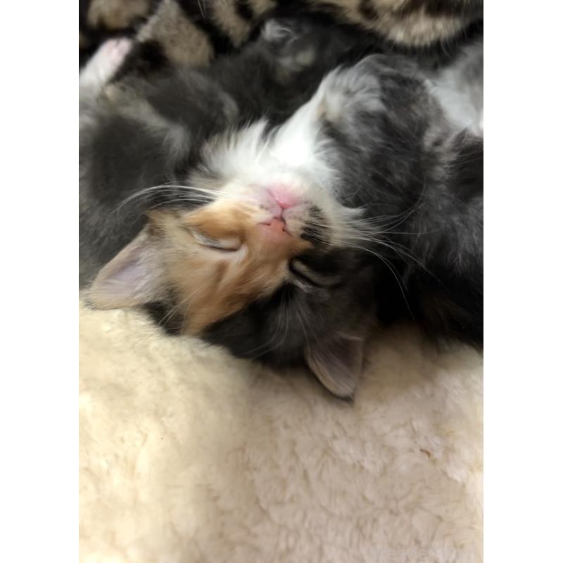 販売中の京都府のマンチカン(短足)-132706の7枚目