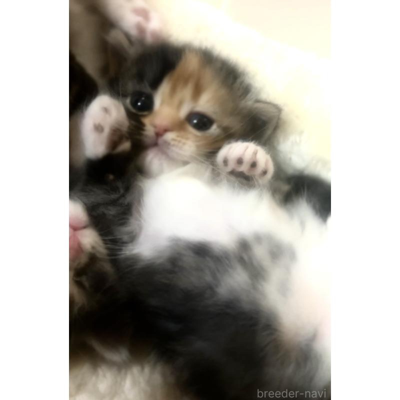 販売中の京都府のマンチカン(短足)-132706の6枚目