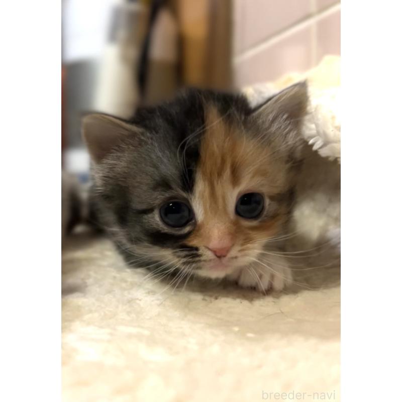 販売中の京都府のマンチカン(短足)-132706の5枚目