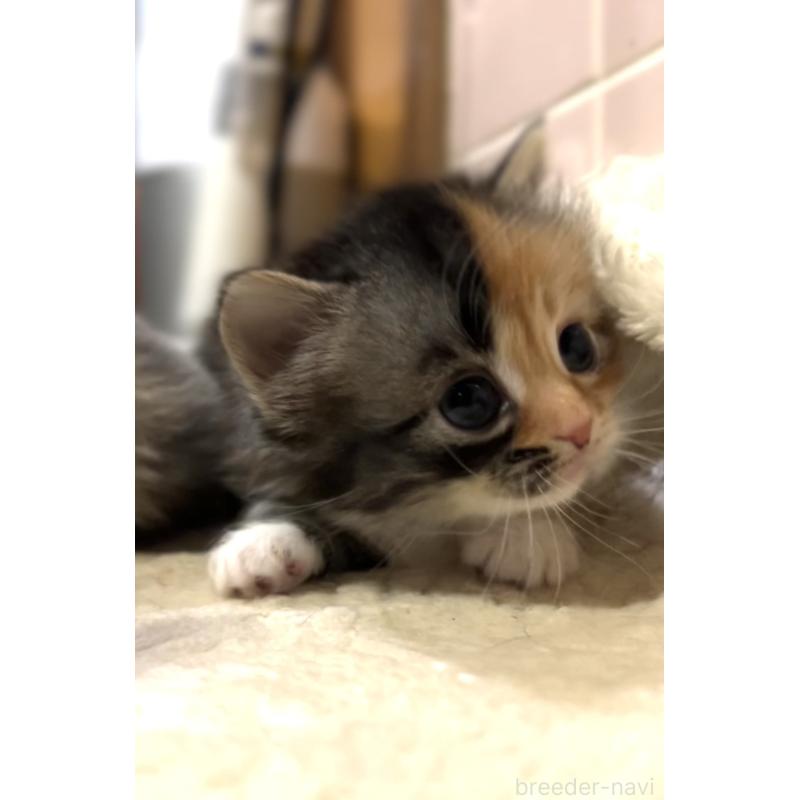 販売中の京都府のマンチカン(短足)-132706の3枚目