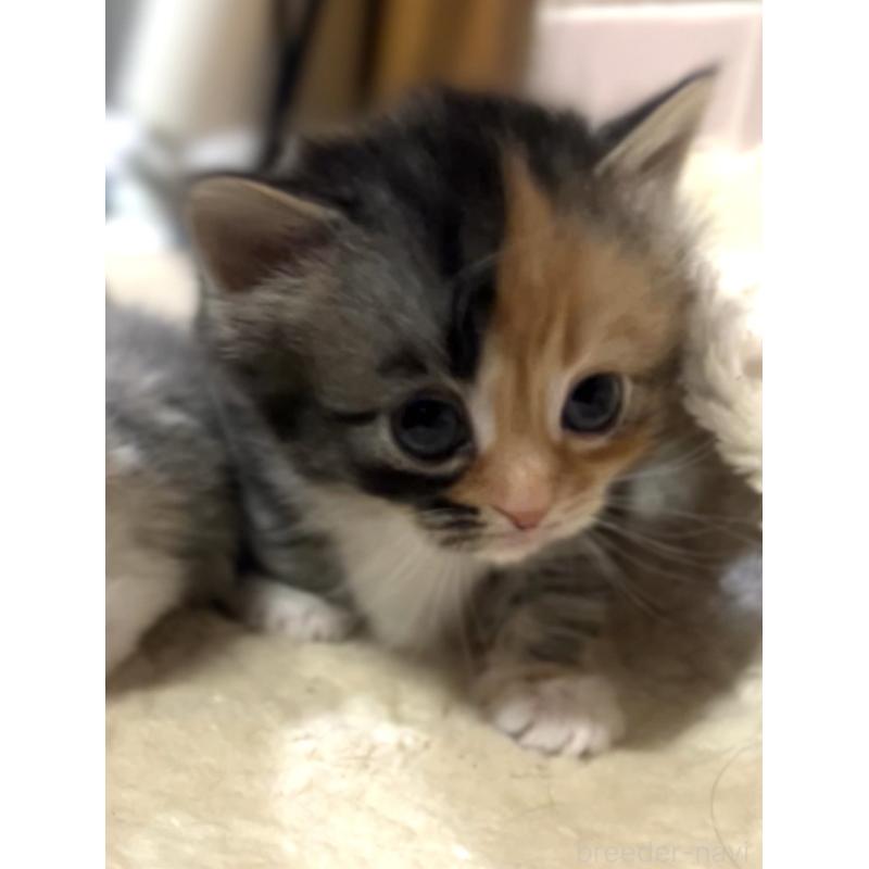 販売中の京都府のマンチカン(短足)-132706の4枚目