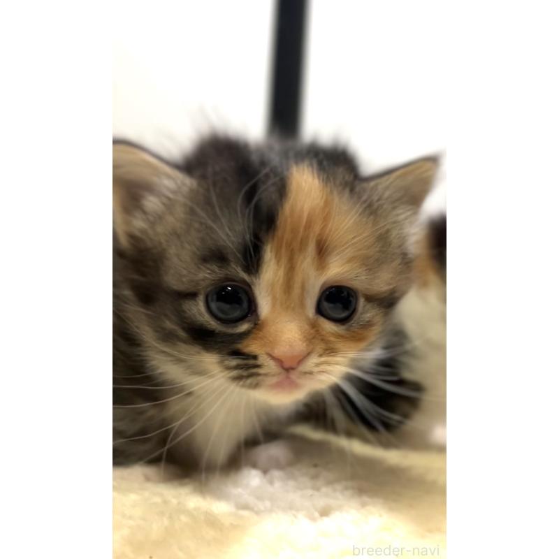 販売中の京都府のマンチカン(短足)-132706の2枚目