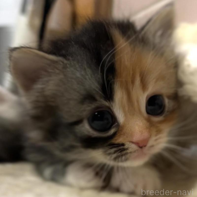 販売中の京都府のマンチカン(短足)-132706