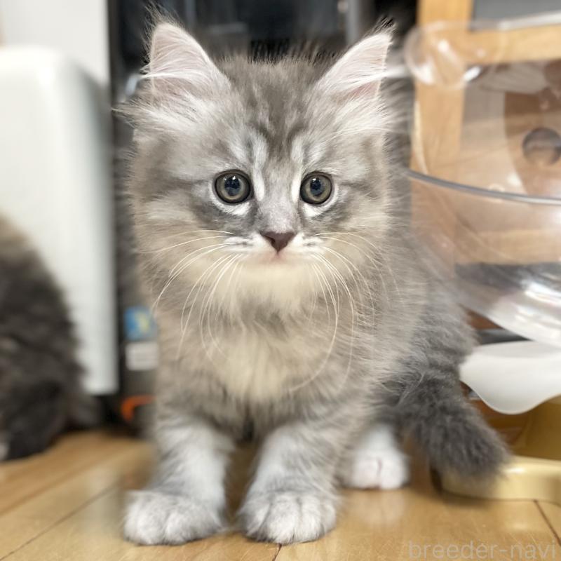 成約済の愛知県のミヌエット-130139の1枚目