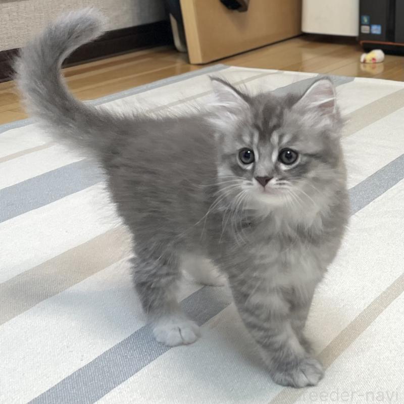 成約済の愛知県のミヌエット-130139の15枚目