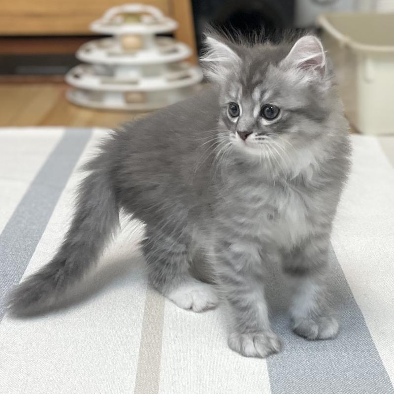 成約済の愛知県のミヌエット-130139の14枚目