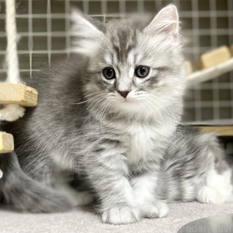 成約済の愛知県のミヌエット-130139の13枚目