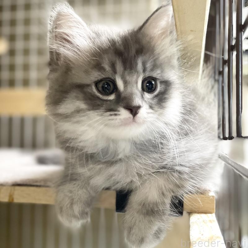 成約済の愛知県のミヌエット-130139の12枚目