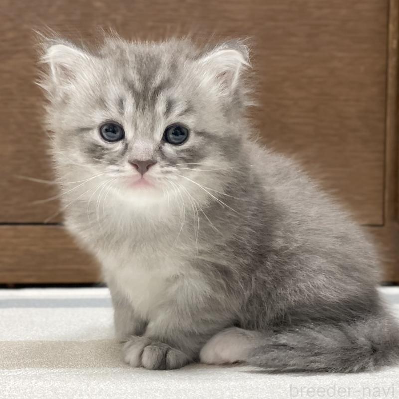 成約済の愛知県のミヌエット-130139の11枚目