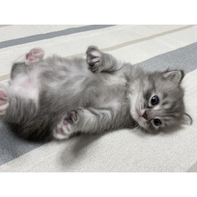 成約済の愛知県のミヌエット-130139の10枚目