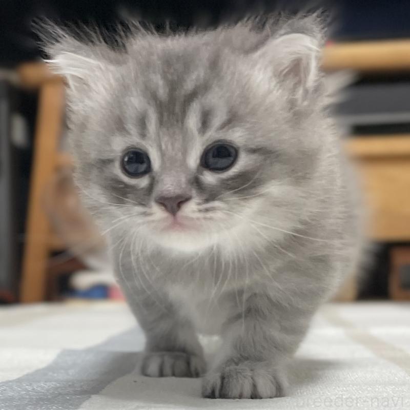 成約済の愛知県のミヌエット-130139の9枚目