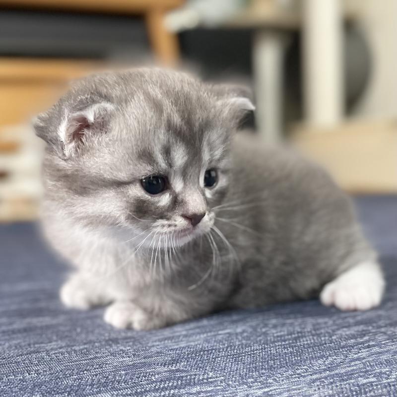 成約済の愛知県のミヌエット-130139の8枚目