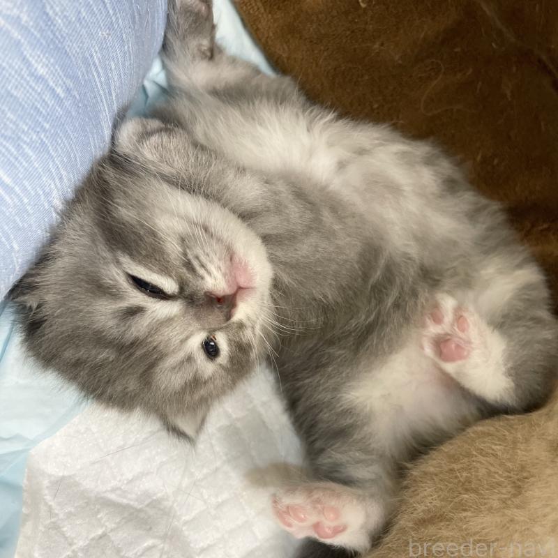 成約済の愛知県のミヌエット-130139の7枚目