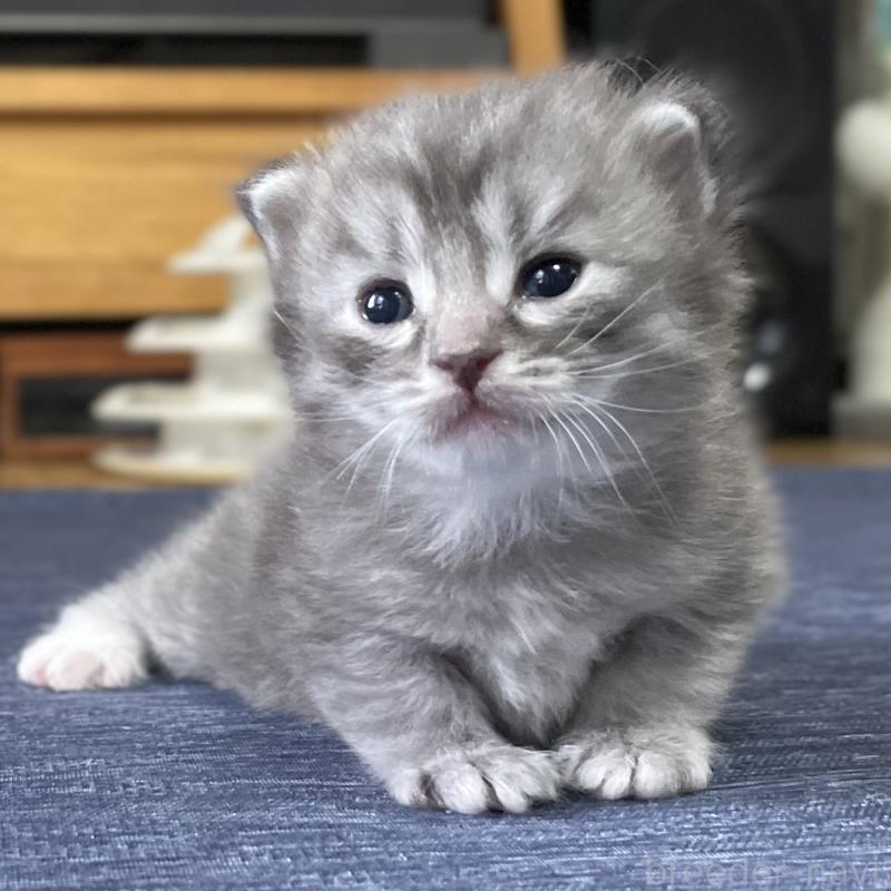 成約済の愛知県のミヌエット-130139の6枚目