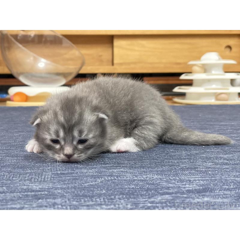 成約済の愛知県のミヌエット-130139の5枚目