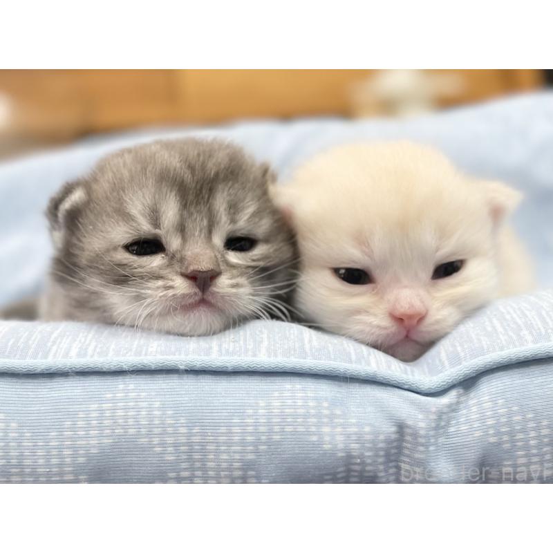 成約済の愛知県のミヌエット-130139の4枚目