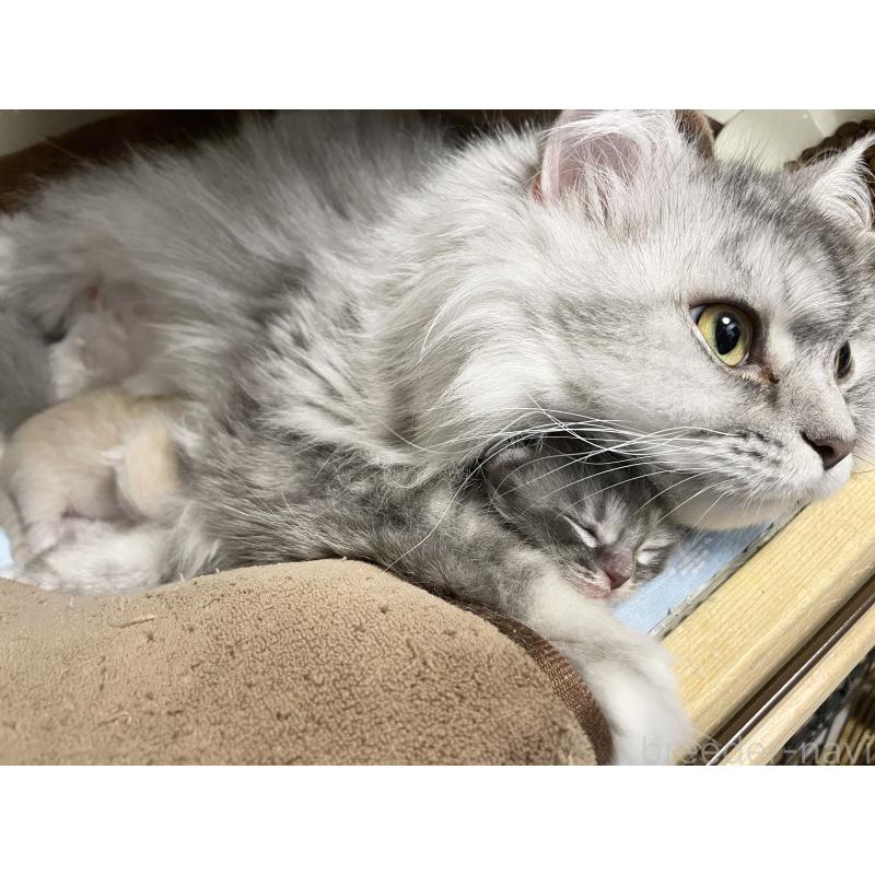 成約済の愛知県のミヌエット-130139の3枚目