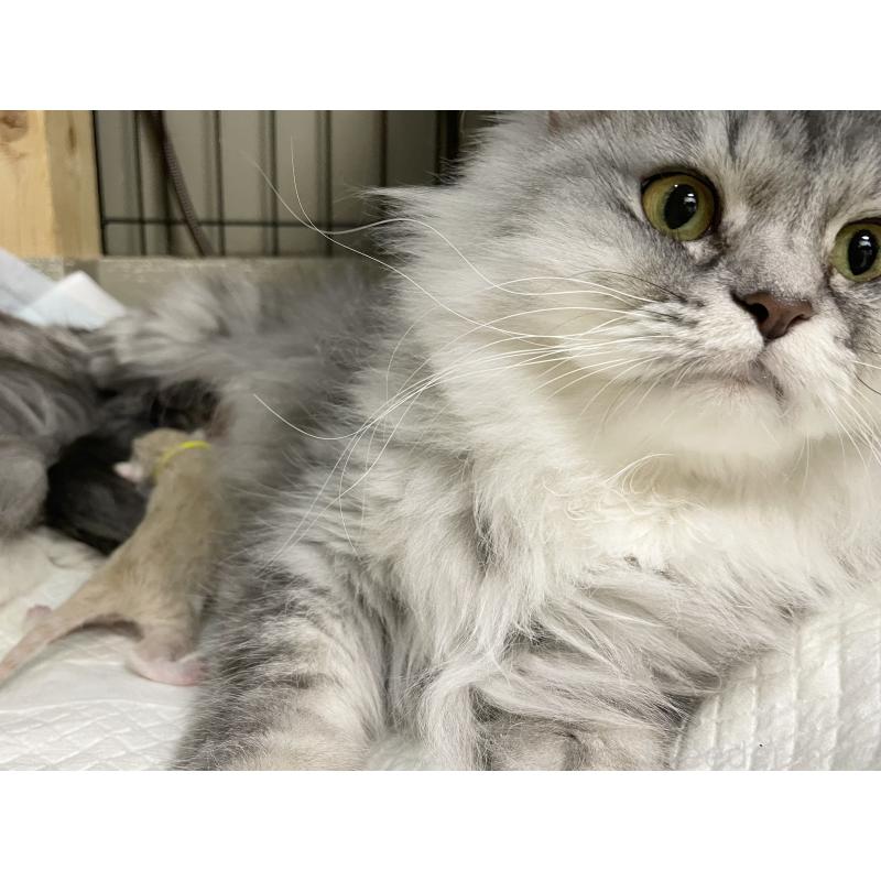 成約済の愛知県のミヌエット-130139の2枚目