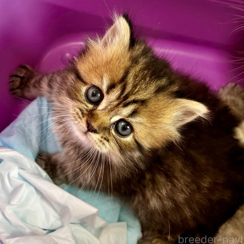 販売中の埼玉県のブリティッシュロングヘア-132324の6枚目