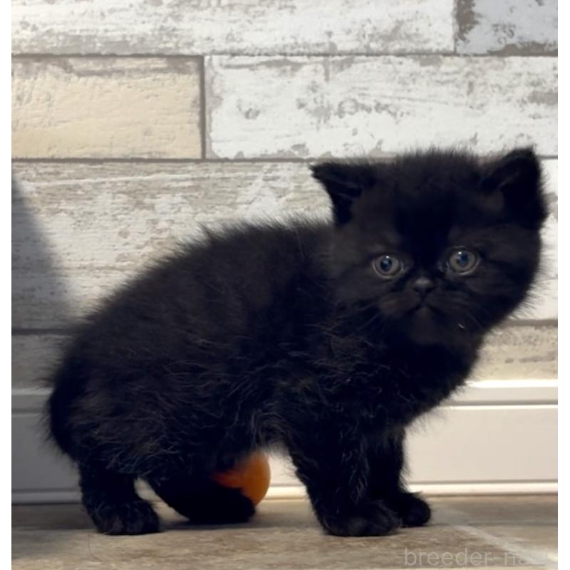 販売中の茨城県のエキゾチックショートヘア-132714の4枚目