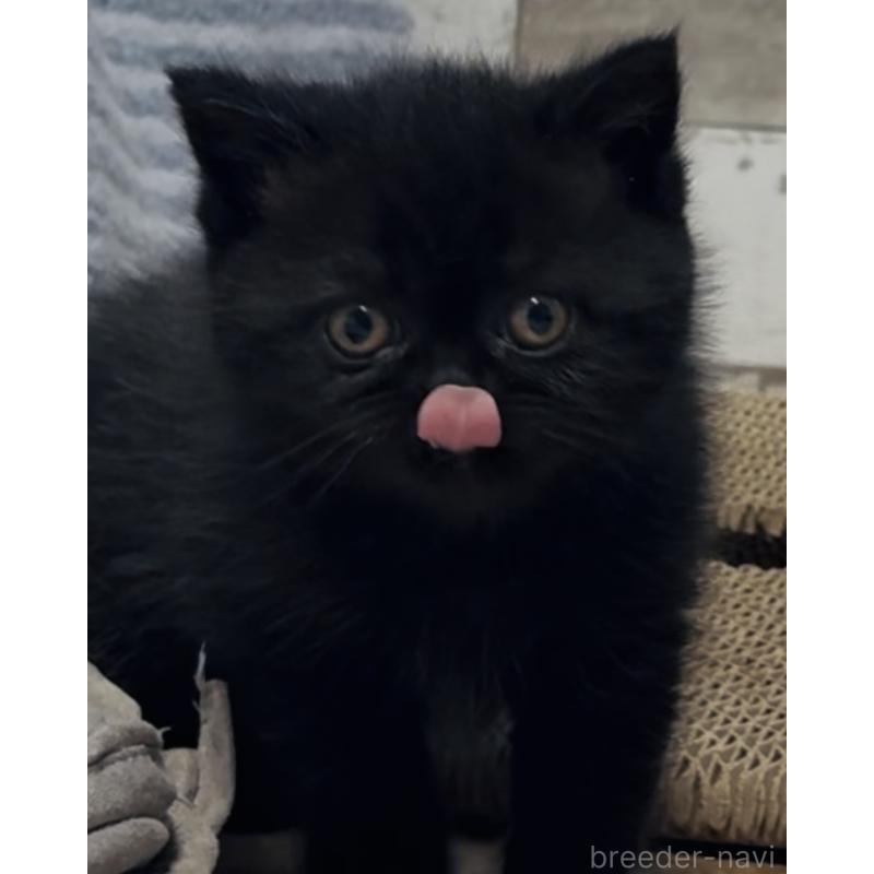 販売中の茨城県のエキゾチックショートヘア-132714の3枚目