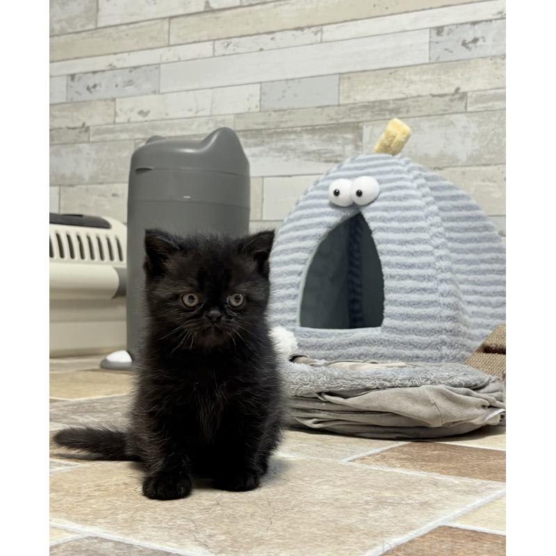 販売中の茨城県のエキゾチックショートヘア-132714の2枚目