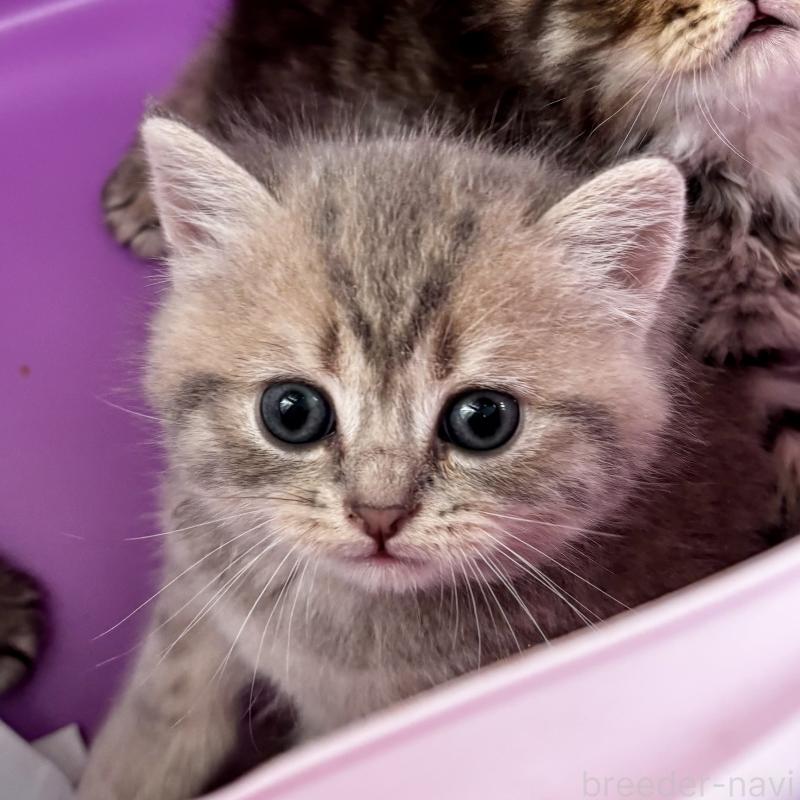 成約済の埼玉県のブリティッシュショートヘア-132322の6枚目