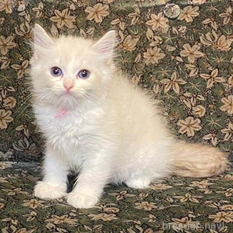 販売中の北海道のラグドール-132707