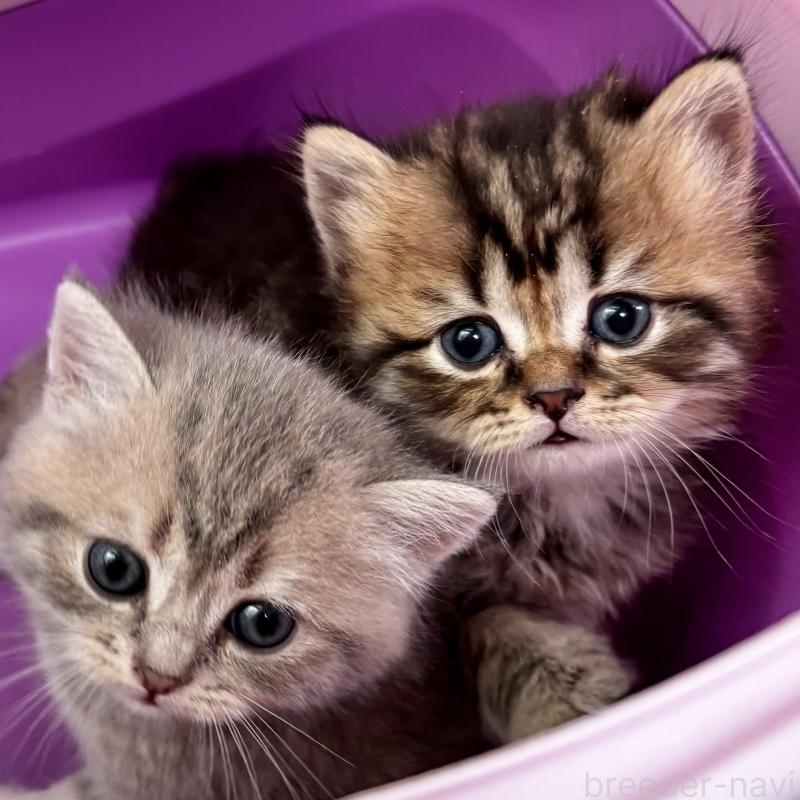 販売中の埼玉県のブリティッシュショートヘア-132323の6枚目