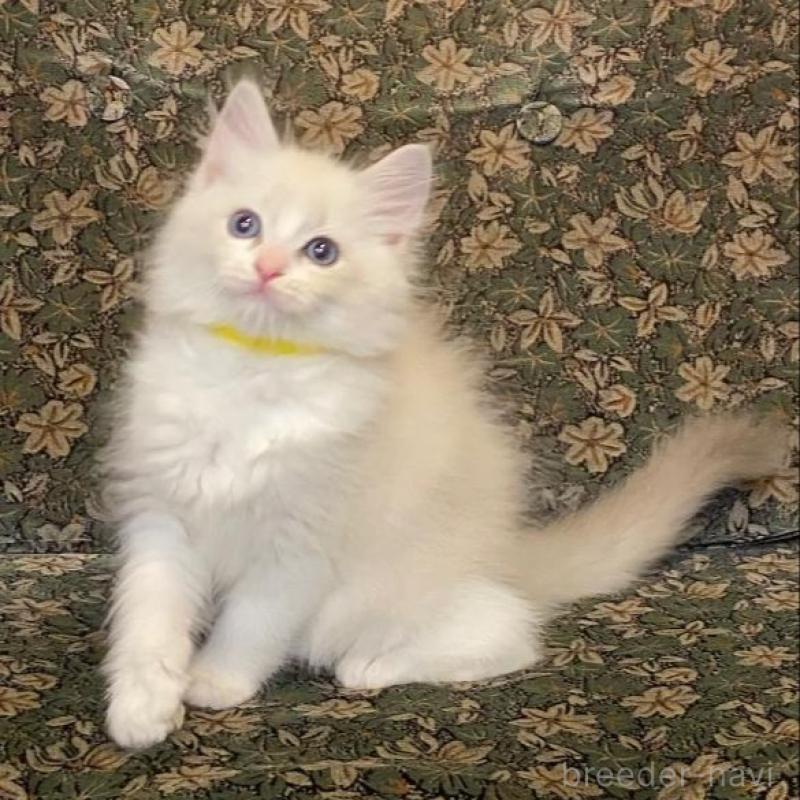 販売中の北海道のラグドール-132708