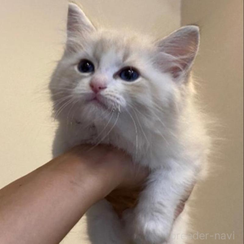 販売中の北海道のラグドール-132709