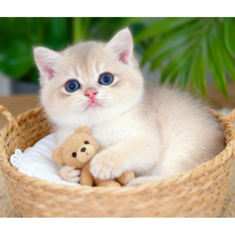 販売中の埼玉県のブリティッシュショートヘア-132710の5枚目