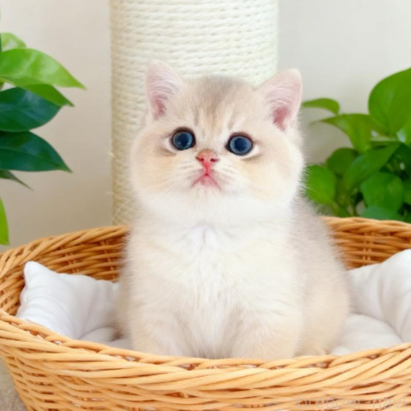 販売中の埼玉県のブリティッシュショートヘア-132710の2枚目