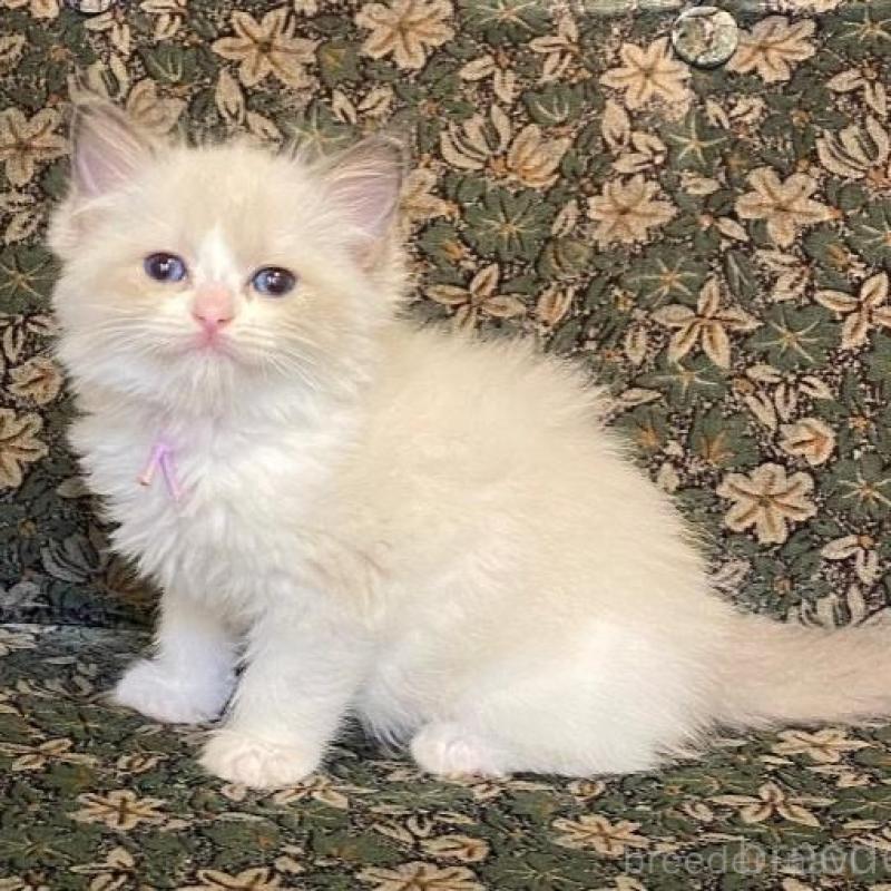 販売中の北海道のラグドール-132711の1枚目