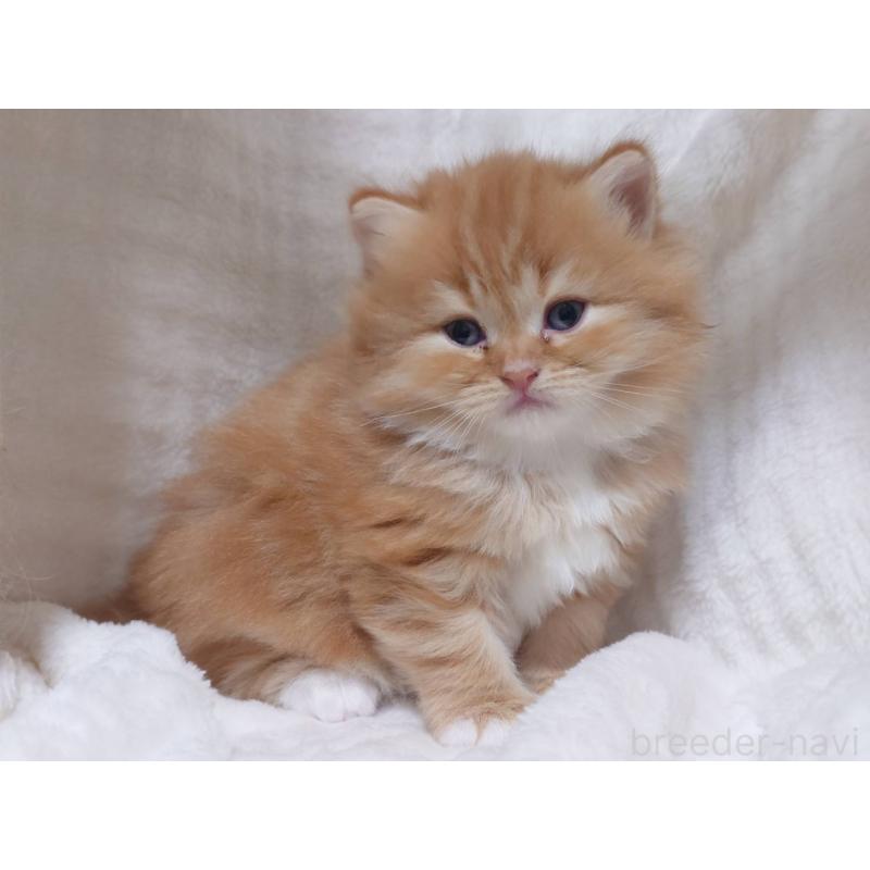 販売中の愛知県のスコティッシュフォールド-132713の7枚目