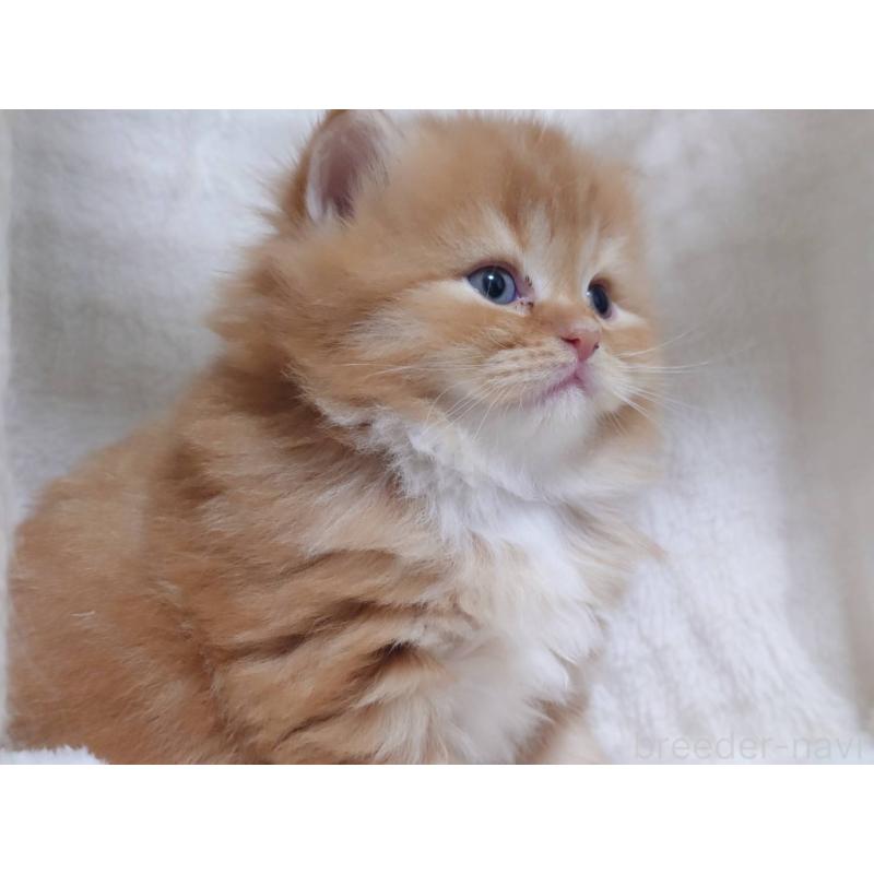 販売中の愛知県のスコティッシュフォールド-132713の6枚目