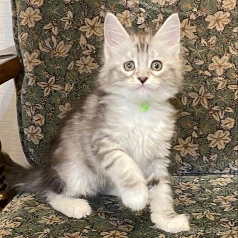 販売中の北海道のラグドール-132712