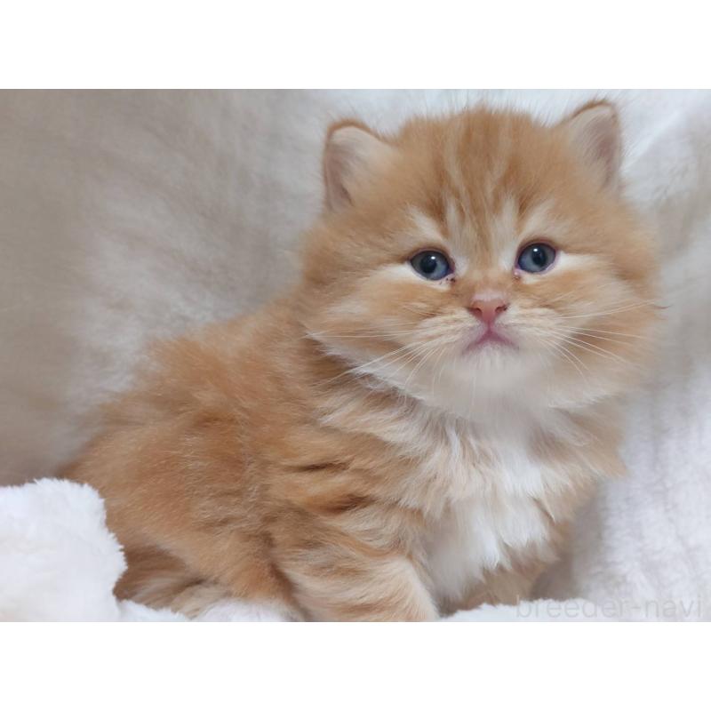 販売中の愛知県のスコティッシュフォールド-132713の5枚目