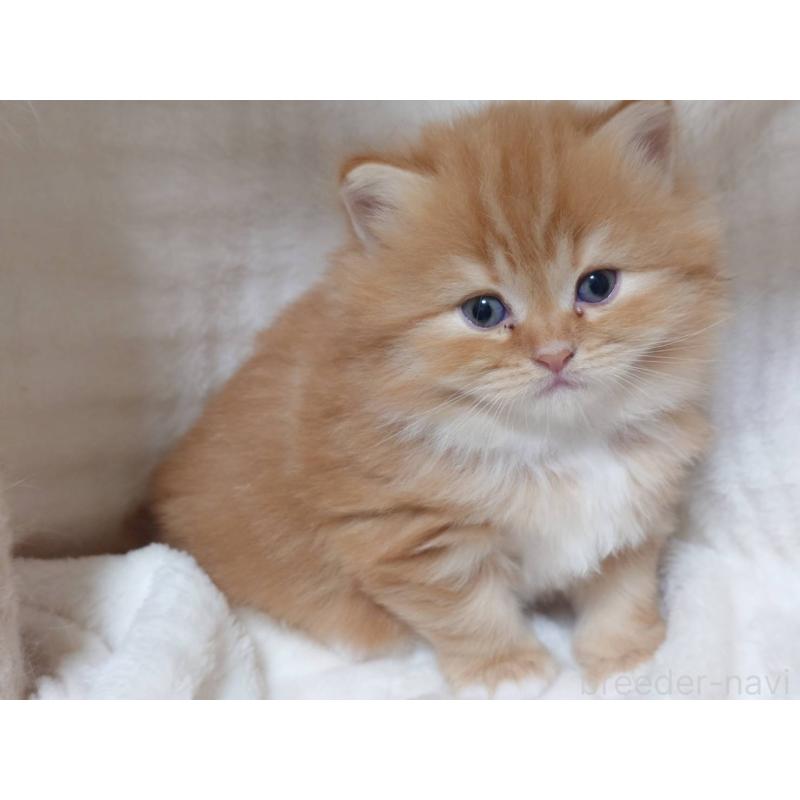 販売中の愛知県のスコティッシュフォールド-132713の4枚目