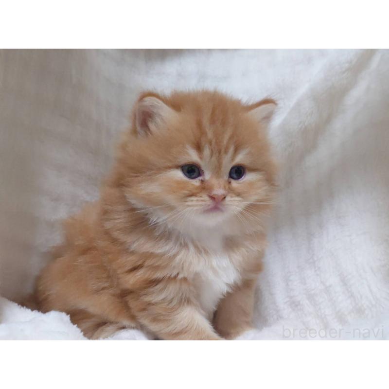 販売中の愛知県のスコティッシュフォールド-132713の3枚目