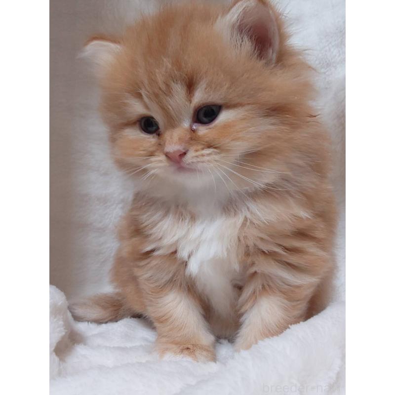 販売中の愛知県のスコティッシュフォールド-132713の2枚目