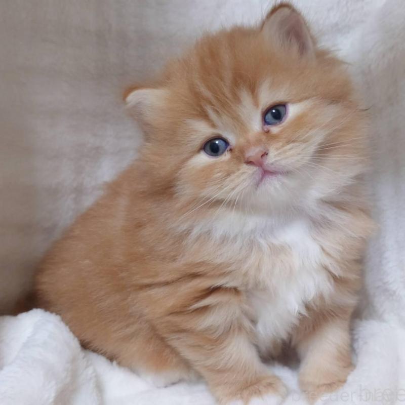 販売中の愛知県のスコティッシュフォールド-132713